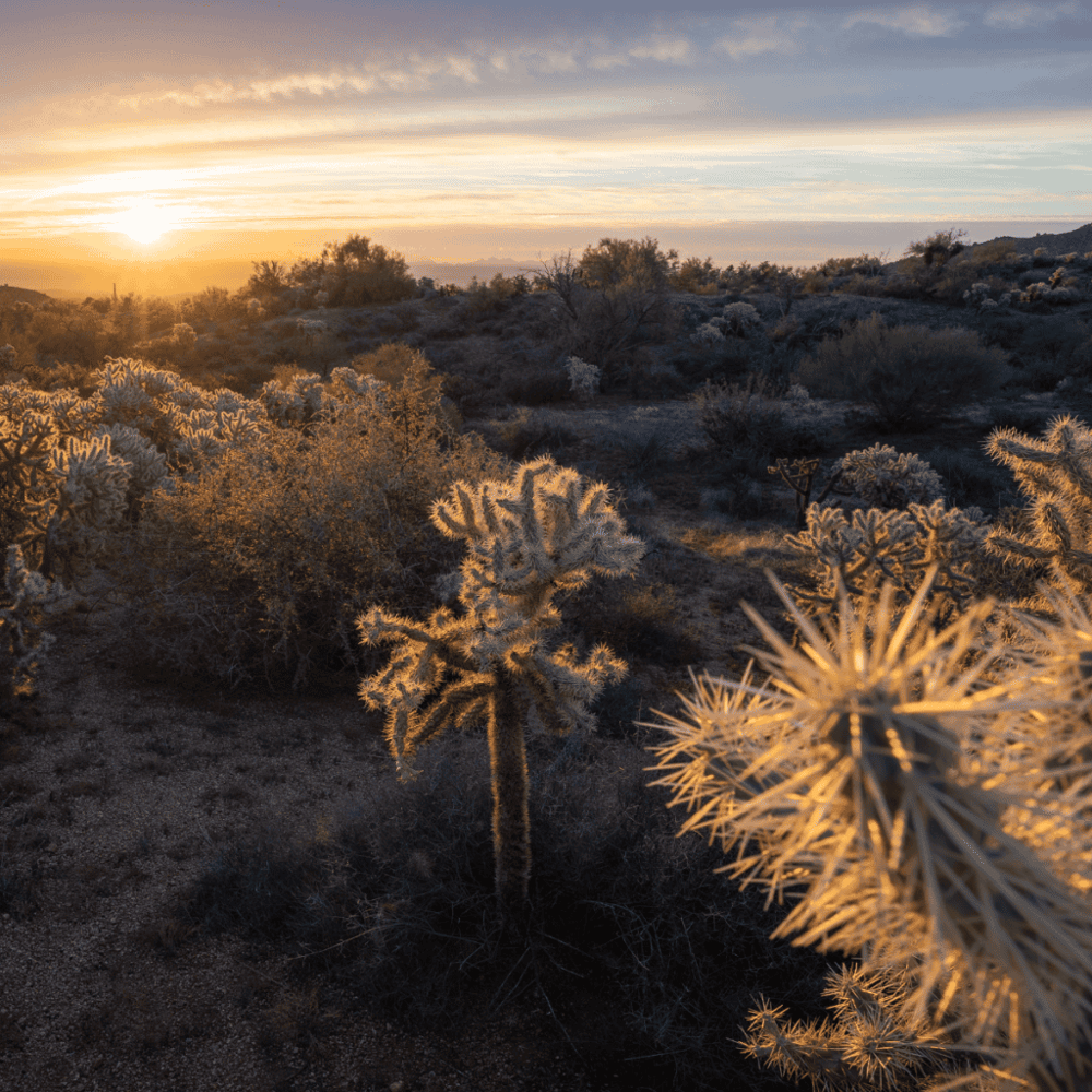 McDowell Sonoran Preserve