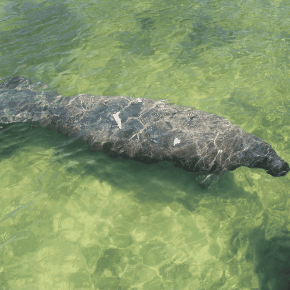 Manatee Viewing Center