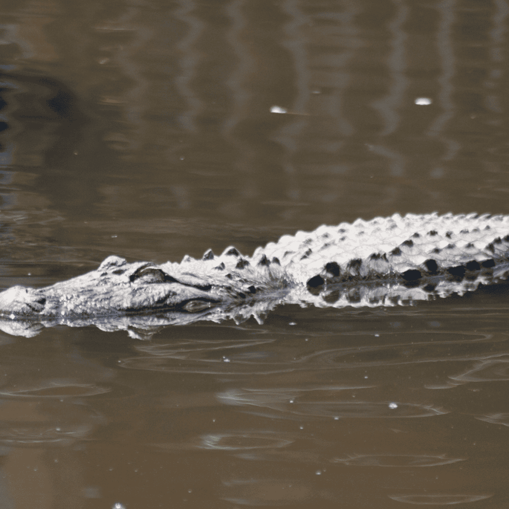 Alligator & Wildlife Discovery Center