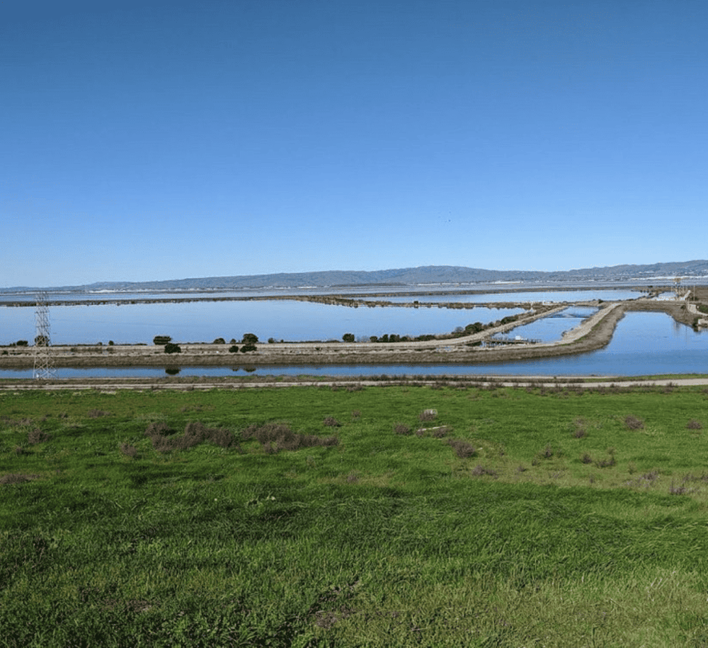 Sunnyvale Bay Trail