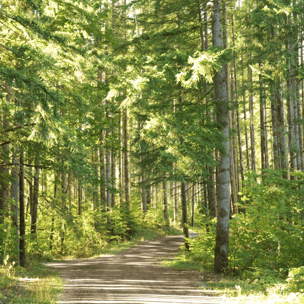 5 Mile Drive & Trails