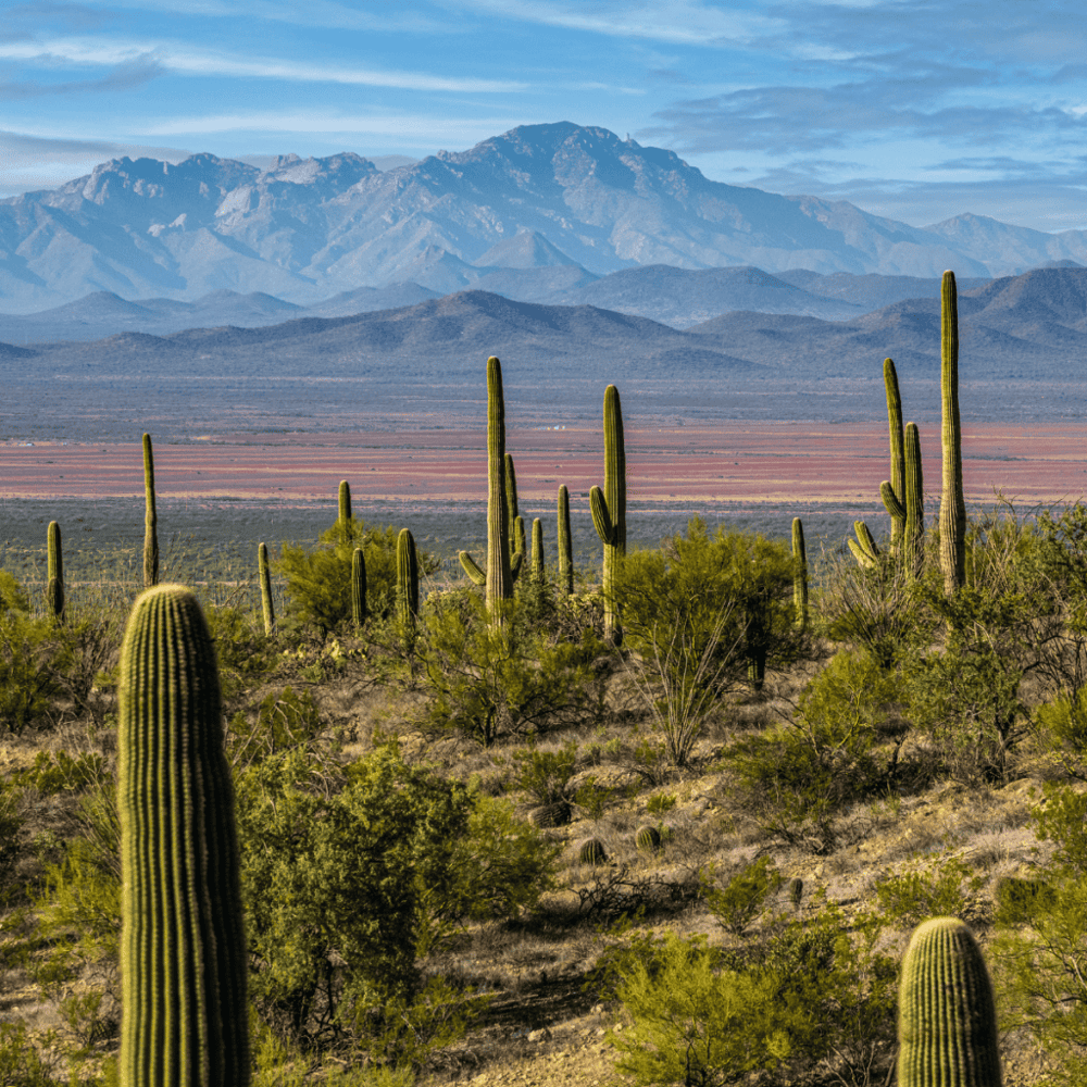 Saguaro National Park