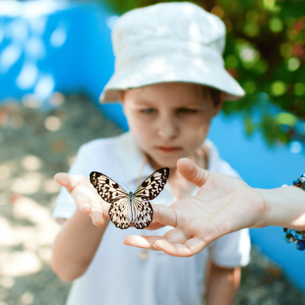 Tucson Botanical Gardens' Butterfly Exhibit