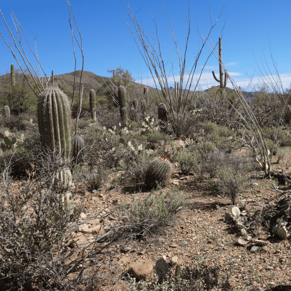 Arizona-Sonora Desert Museum