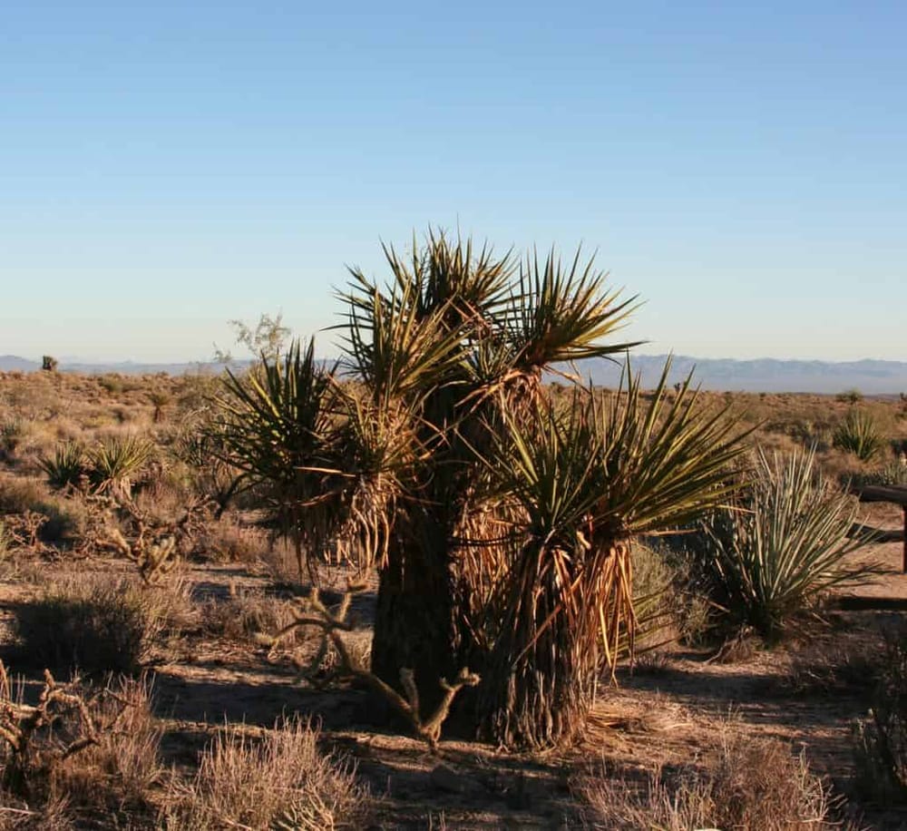 Mojave Narrows Regional Park