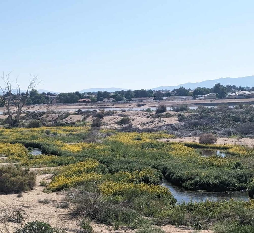 Mojave Riverwalk