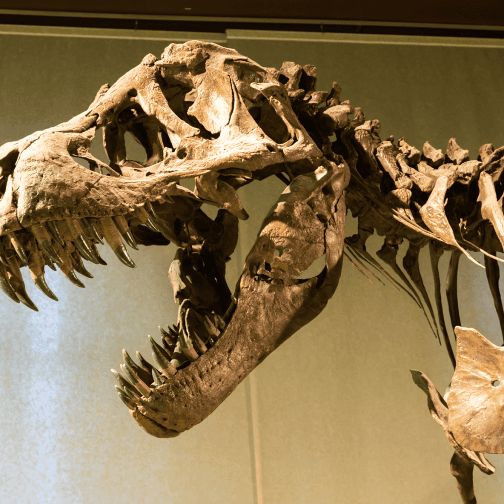 Museum of World Treasures