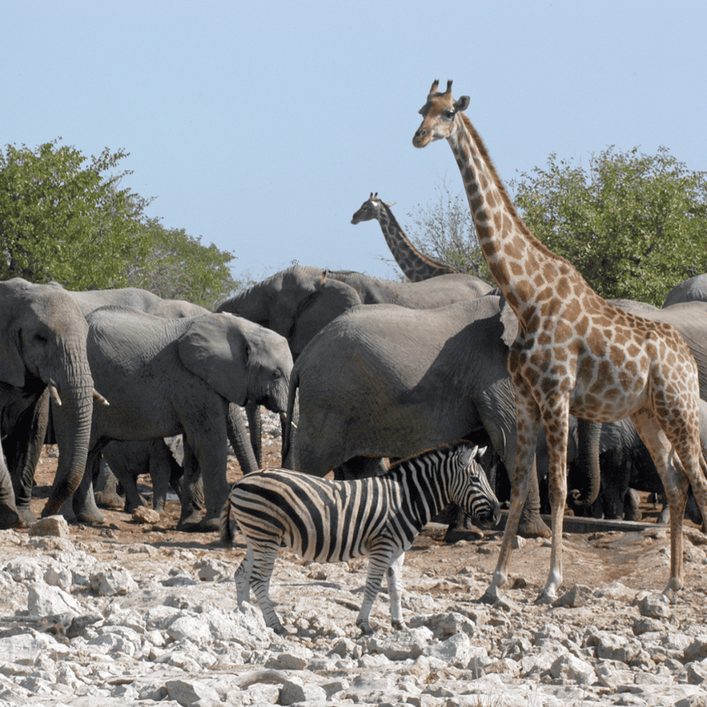 Tanganyika Wildlife Park