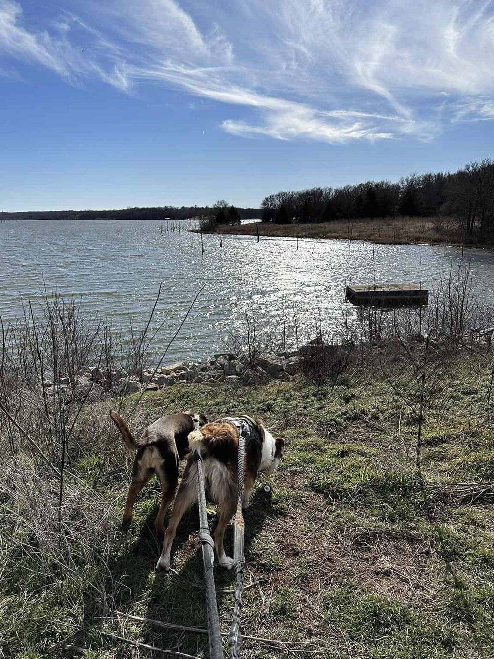 Serene water view with dogs exploring near a lakeshore, peaceful outdoor scenery for nature and pet lovers.