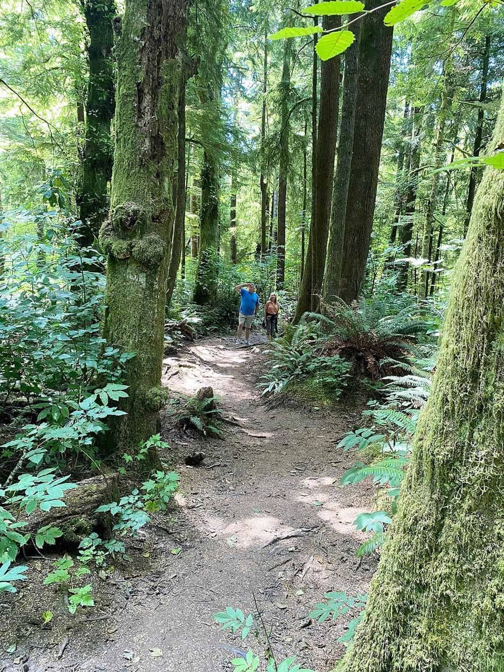 Lush green forest trail with tall trees, ideal for outdoor adventures and nature exploration.