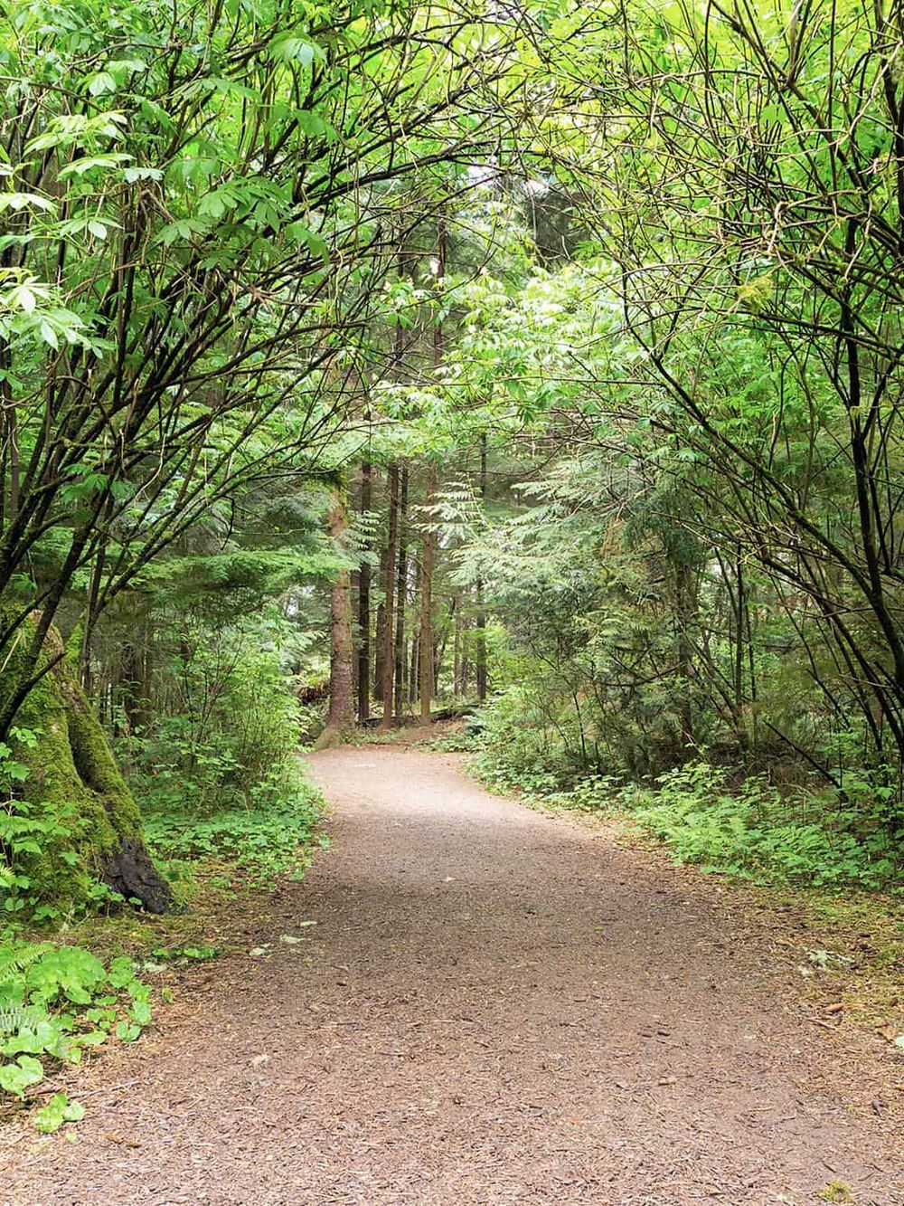 Evergreen forest trail with lush green foliage, perfect for nature walks and exploring outdoors.