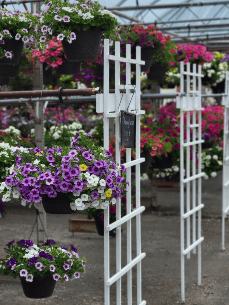 Purple and white petunias hanging in a greenhouse with white garden trellis structures.