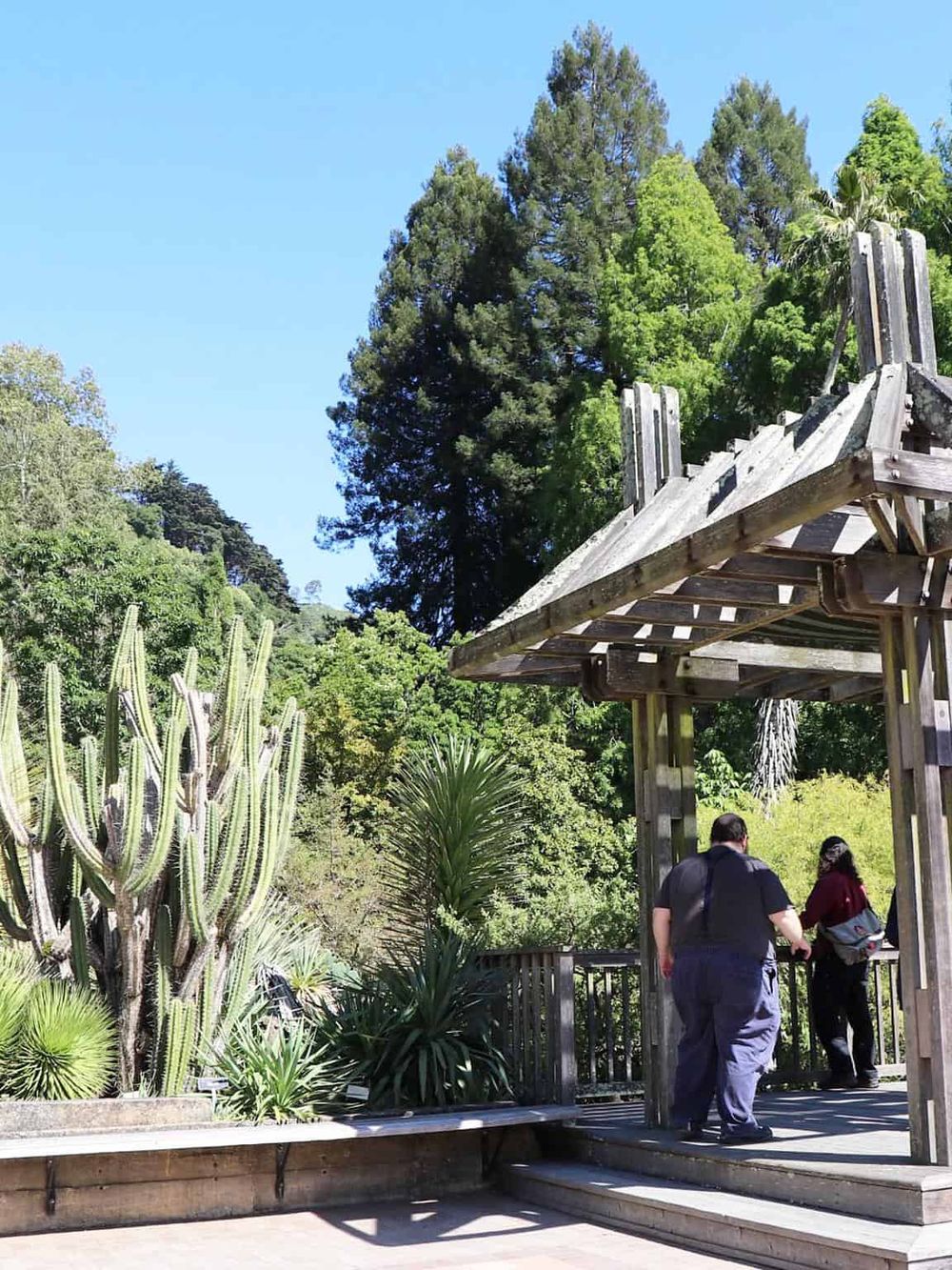 Lush garden with cactus and trees around wooden gazebo at QuestForDirections.