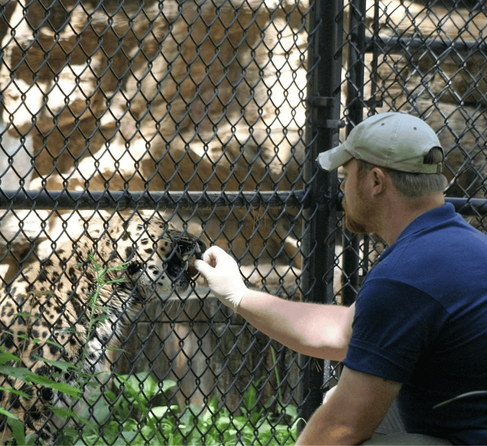 1. Close-up of a zoo worker feeding a cheetah through the cage.