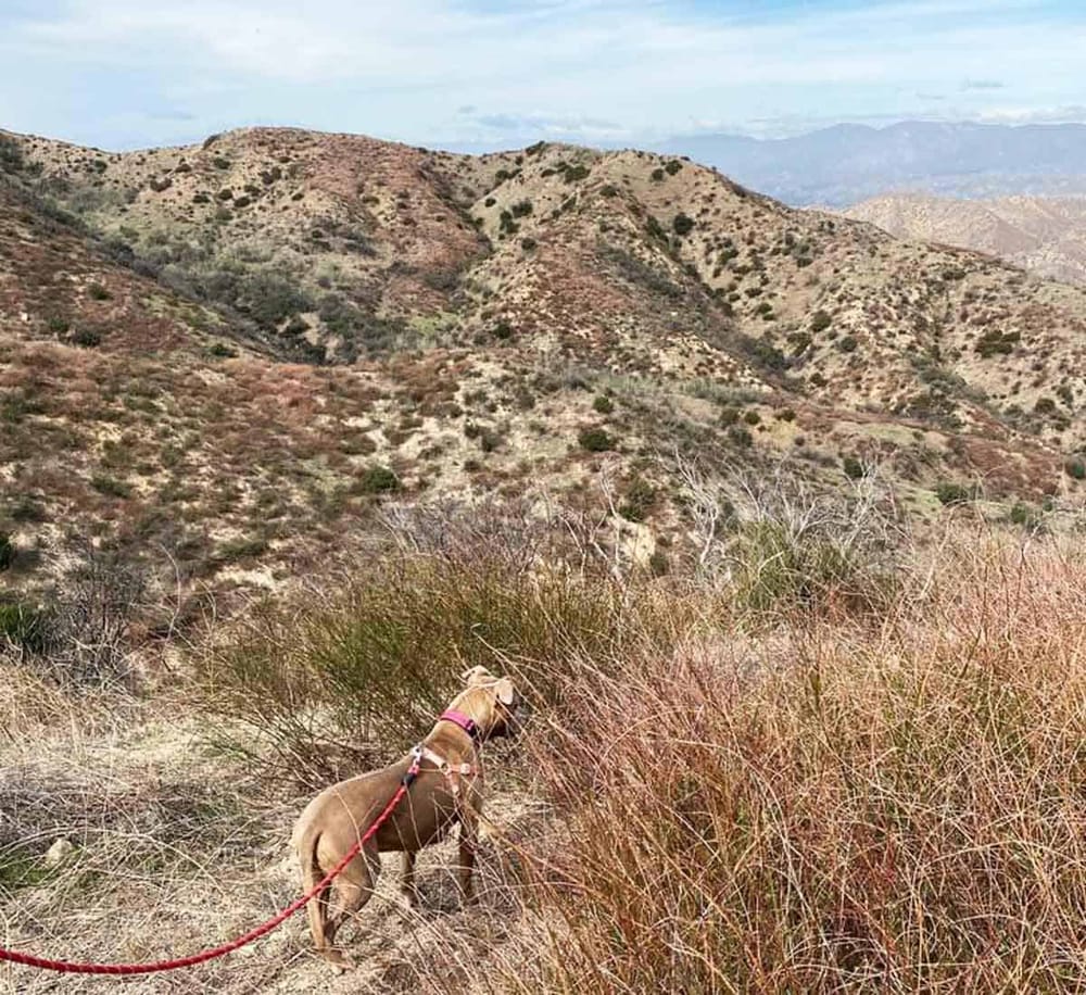 Rugged desert landscape hiking trail with dog, mountain hills, and dry brush scenery.