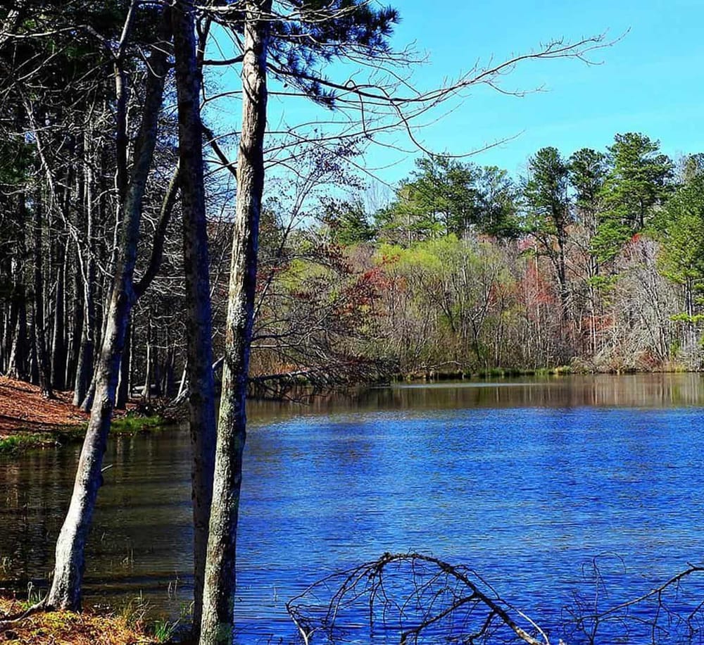 Serene wooded lake scene with trees and clear blue sky, perfect for outdoor adventure and nature exploration.