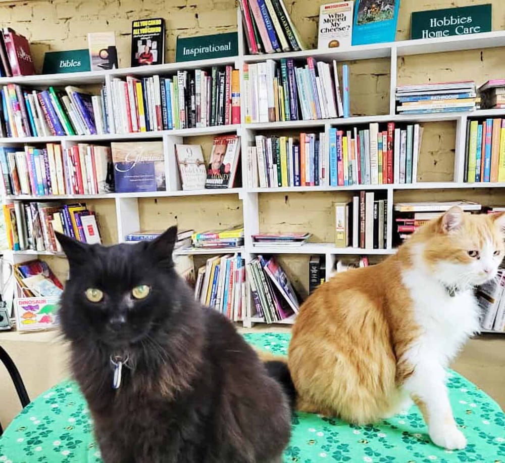 Black and orange cats sitting on a table in front of a bookshelf filled with books.