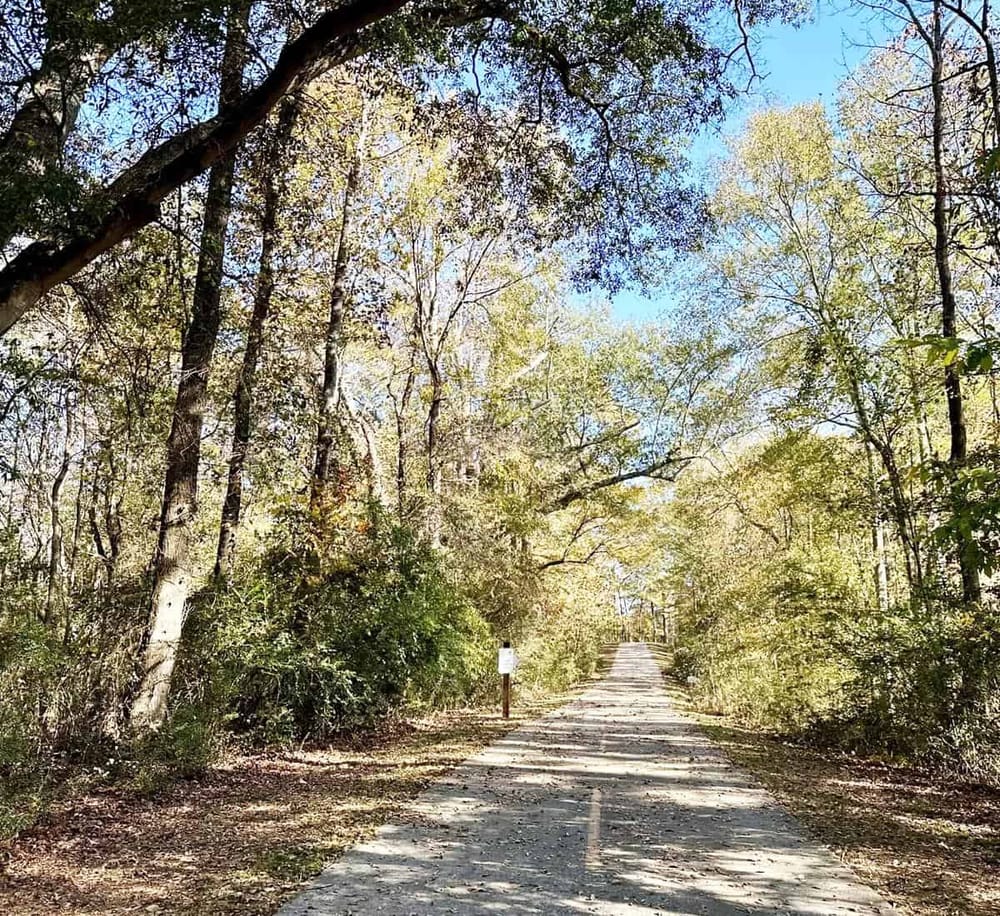 Serene forest trail surrounded by tall trees and lush foliage, ideal for nature walks and outdoor exploration.