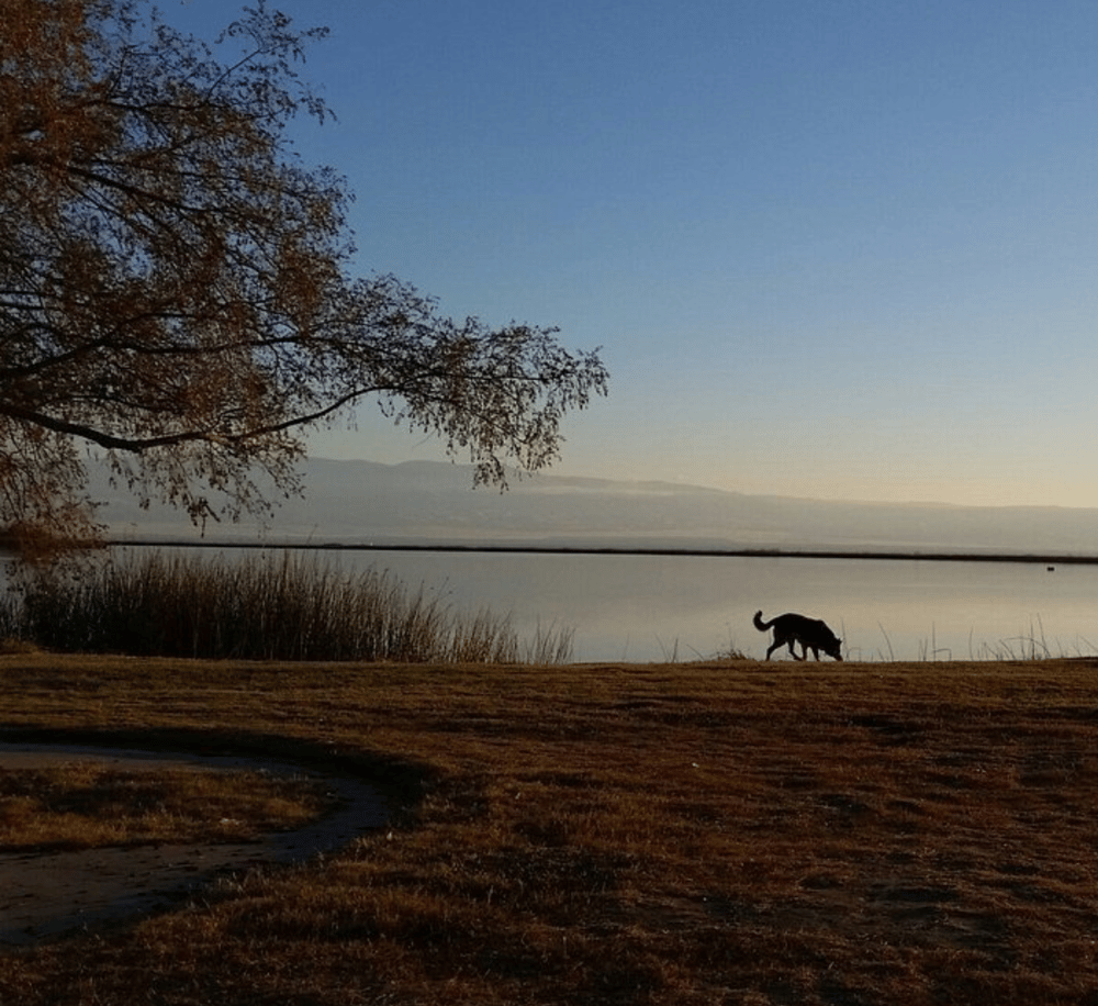 Serene lake view with a dog walking along the shore, autumn foliage, and mountains in the distance, ideal for nature navigation and outdoor adventures.