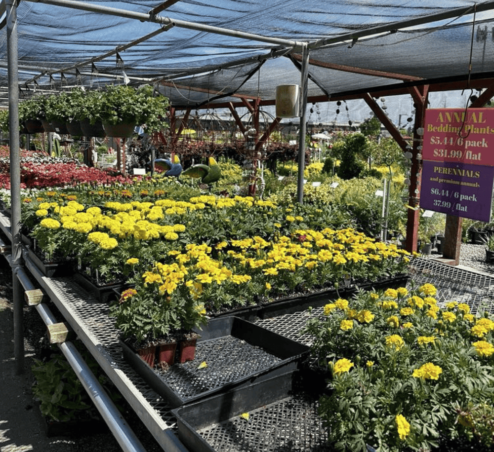 Colorful bedding plants at outdoor garden center for sale, lush flowers on display, seasonal gardening supplies available.