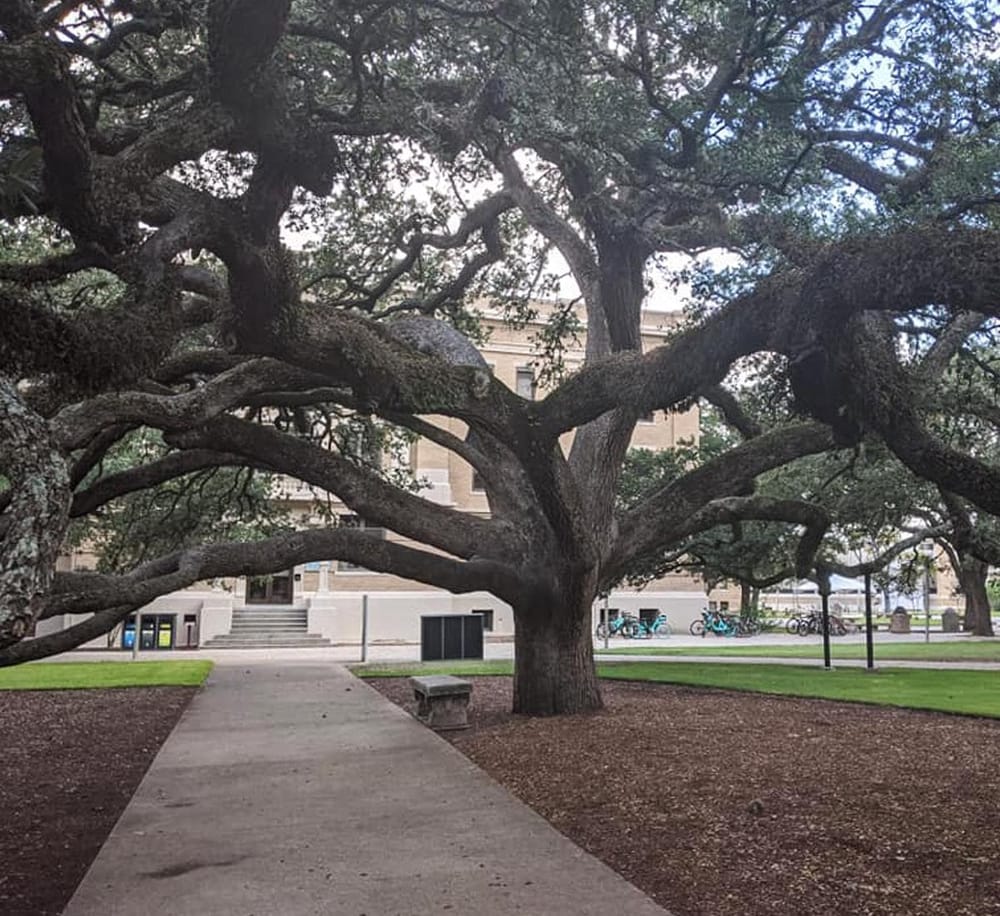 An ancient oak tree on a college campus with a sidewalk and benches nearby.