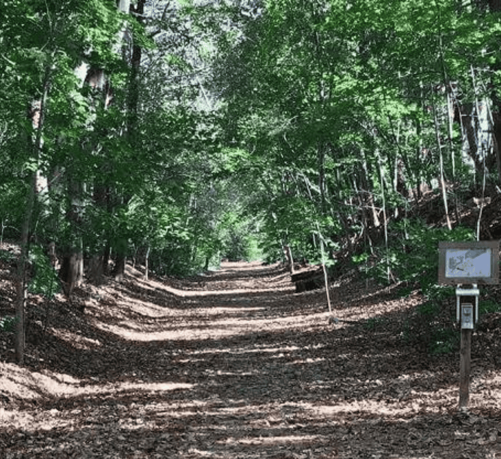 Lush green forest trail with dense canopy and informational sign for nature exploration.
