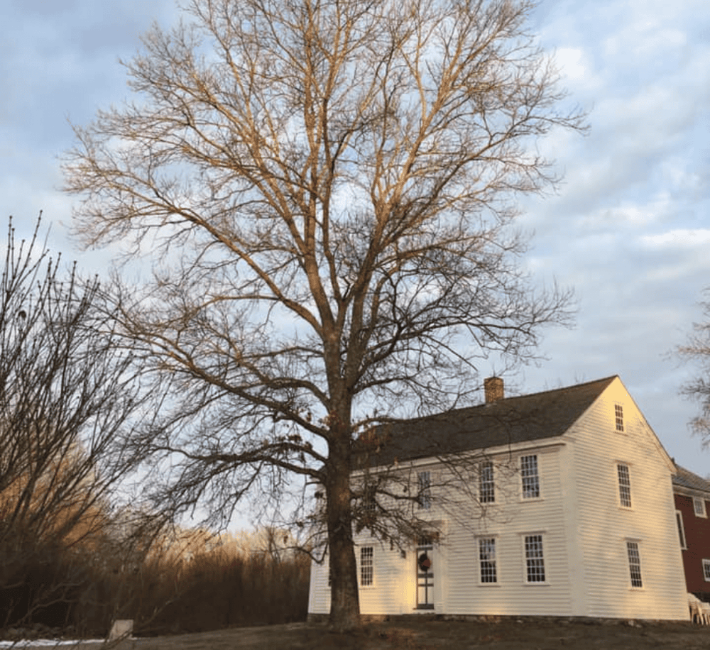A large leafless tree in front of a white historic house under a cloudy sky.