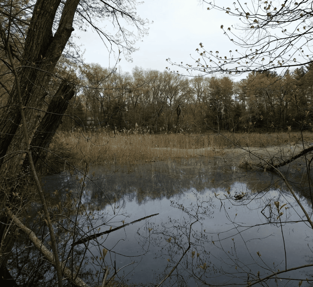 Tranquil wetland scenery with trees, water reflection, and marsh grasses, perfect for nature exploration.