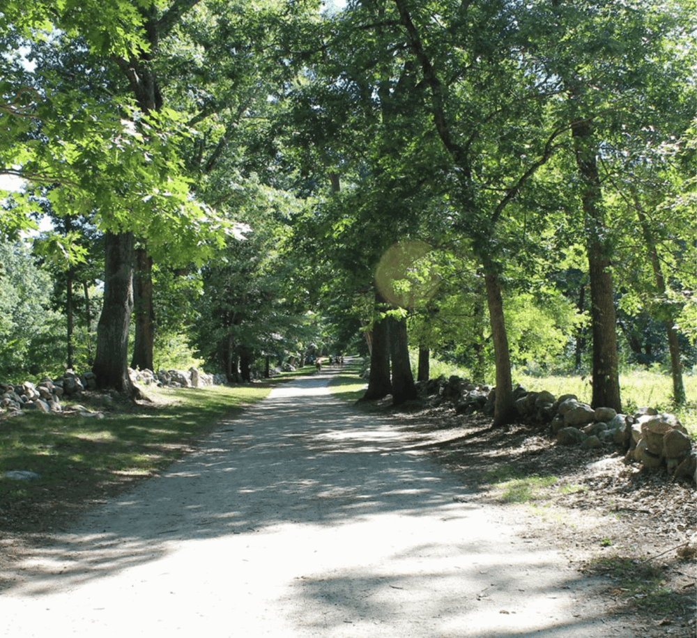 Lush green wooded trail with sunlight filtering through trees, perfect for outdoor exploration.