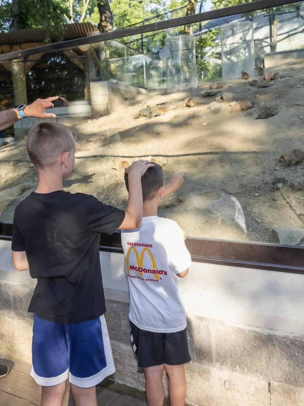 Children observing animals at a zoo exhibit, engaging with wildlife conservation and education.