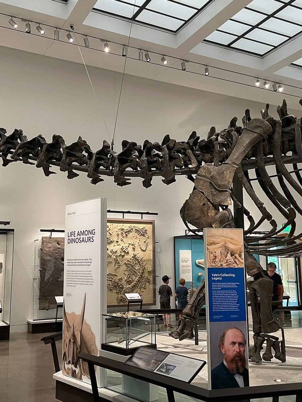 Fossilized dinosaur skeleton exhibit at Yale's museum, showcasing prehistoric life and paleontology collections.