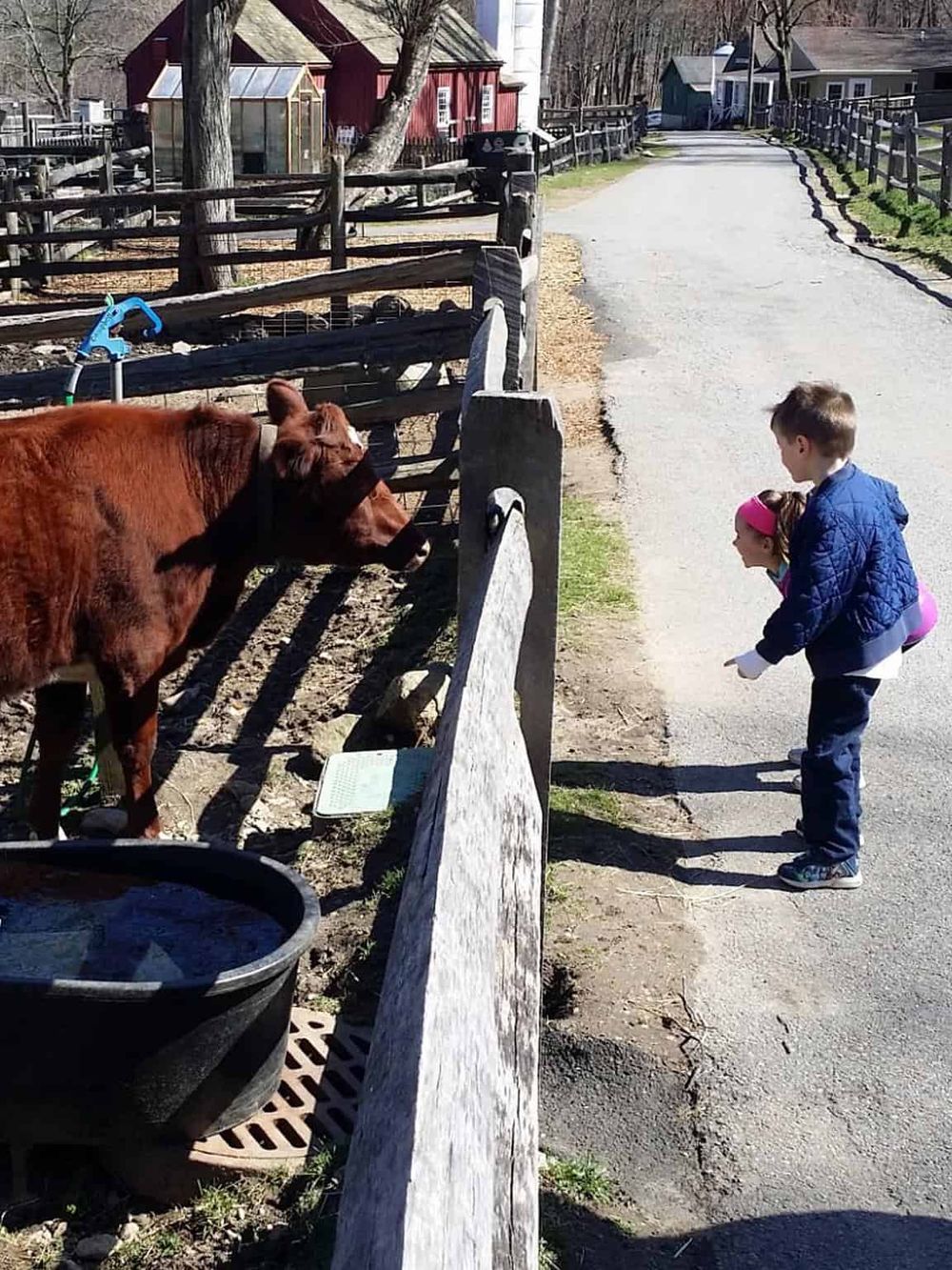 A young boy and girl observe a cow at a farm, showcasing rural exploration and family outdoor activities.