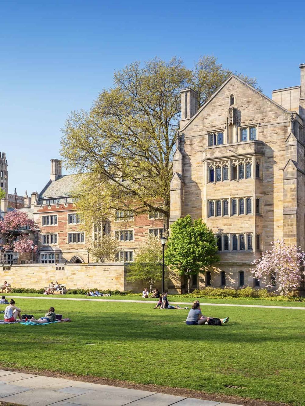 Historic university campus with lush green lawn, blooming cherry blossoms, and Gothic architecture, ideal for academic pursuits and outdoor relaxation.