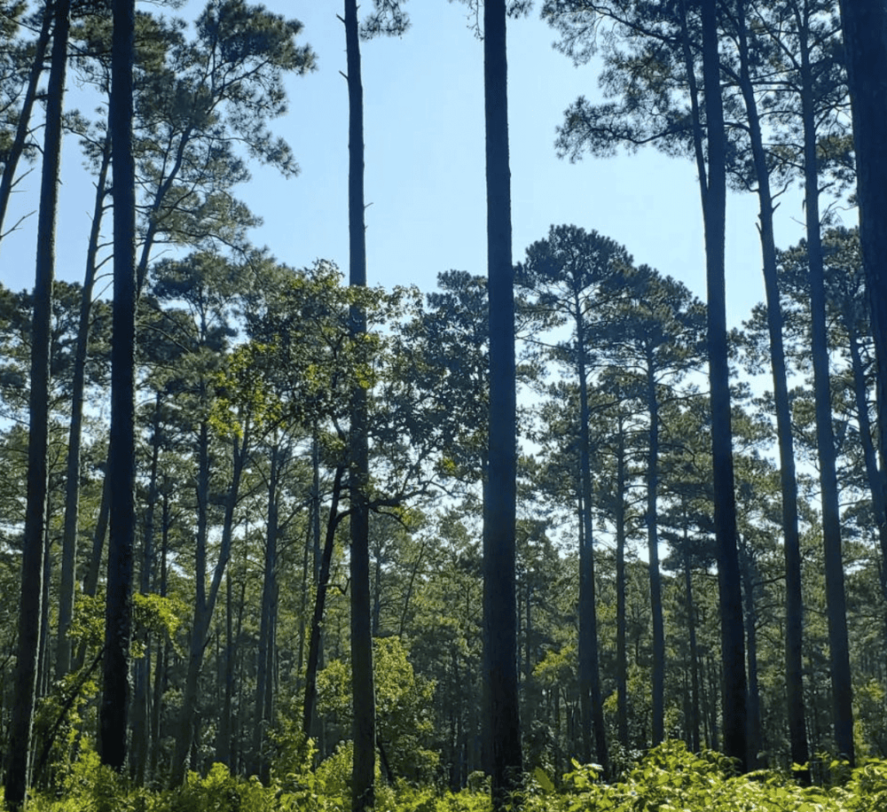Lush pine forest with tall trees and green foliage under clear blue sky.