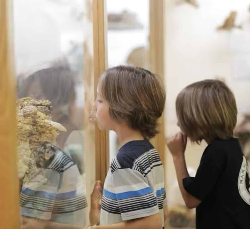 Children observing animals through a glass enclosure at a zoo.