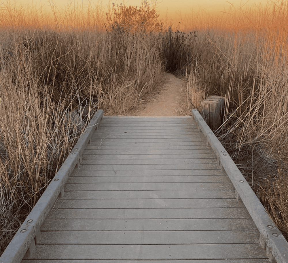 Sunset pathway over wooden bridge through tall dry grass at the beach.