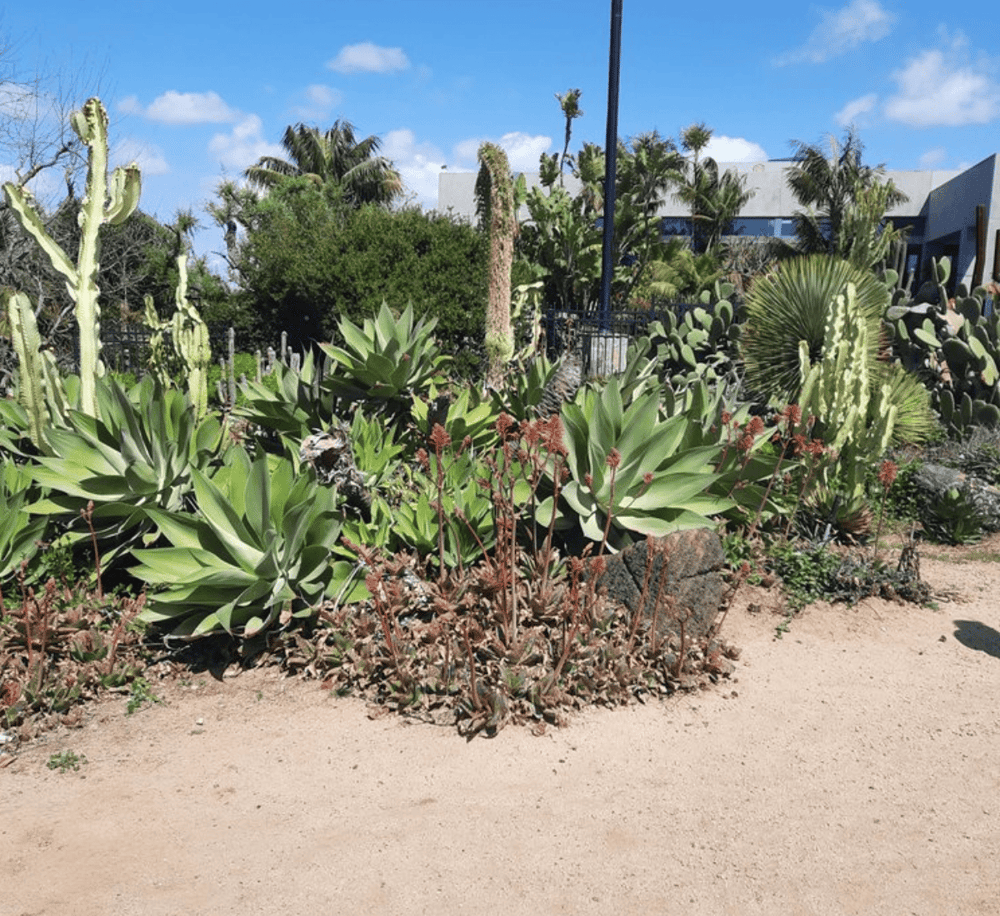Lush desert garden with succulents and cacti, showcasing sustainable landscaping and natural beauty.