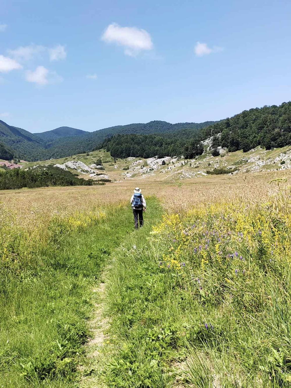 Hiker walking through lush green meadow with mountain background, exploring nature and outdoor adventure.