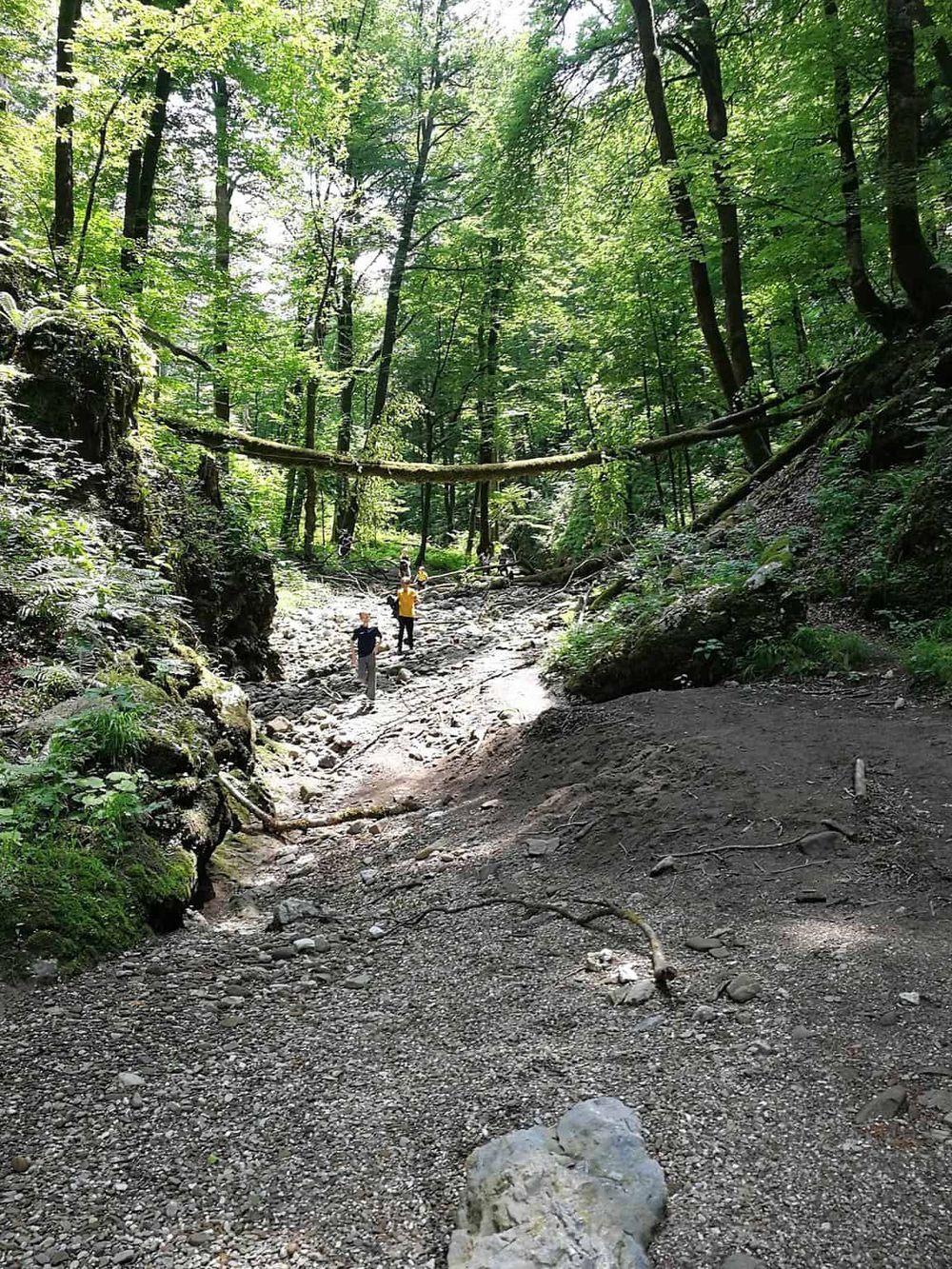 Lush forest with hikers crossing a rocky stream, emphasizing outdoor adventure and nature exploration.