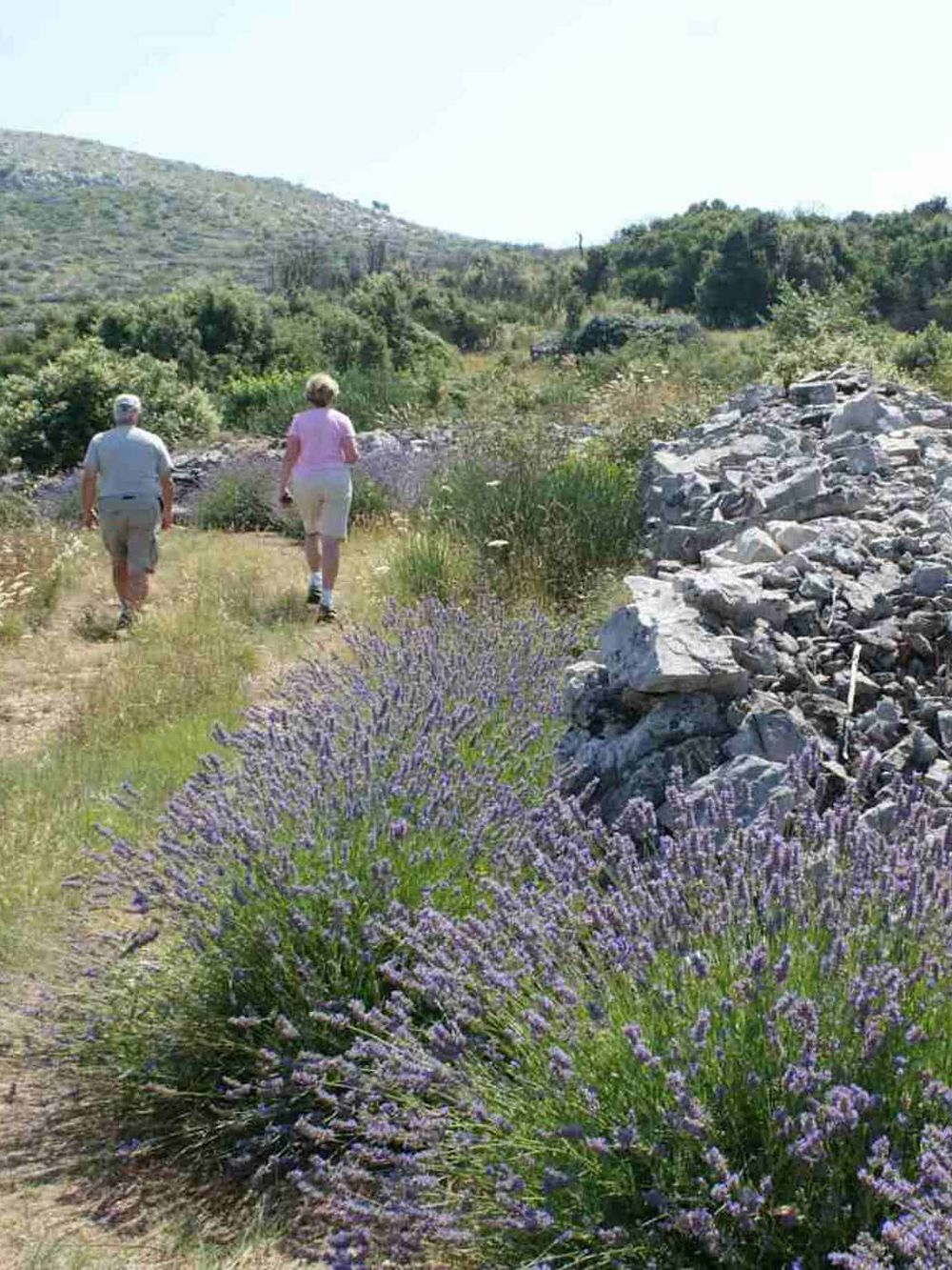 Lavender flowers and hiking trail in scenic outdoor nature setting.