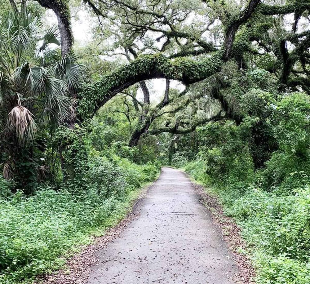 Lush green tree canopy arching over a peaceful woodland trail, scenic nature walk, outdoor adventure, forest pathway.