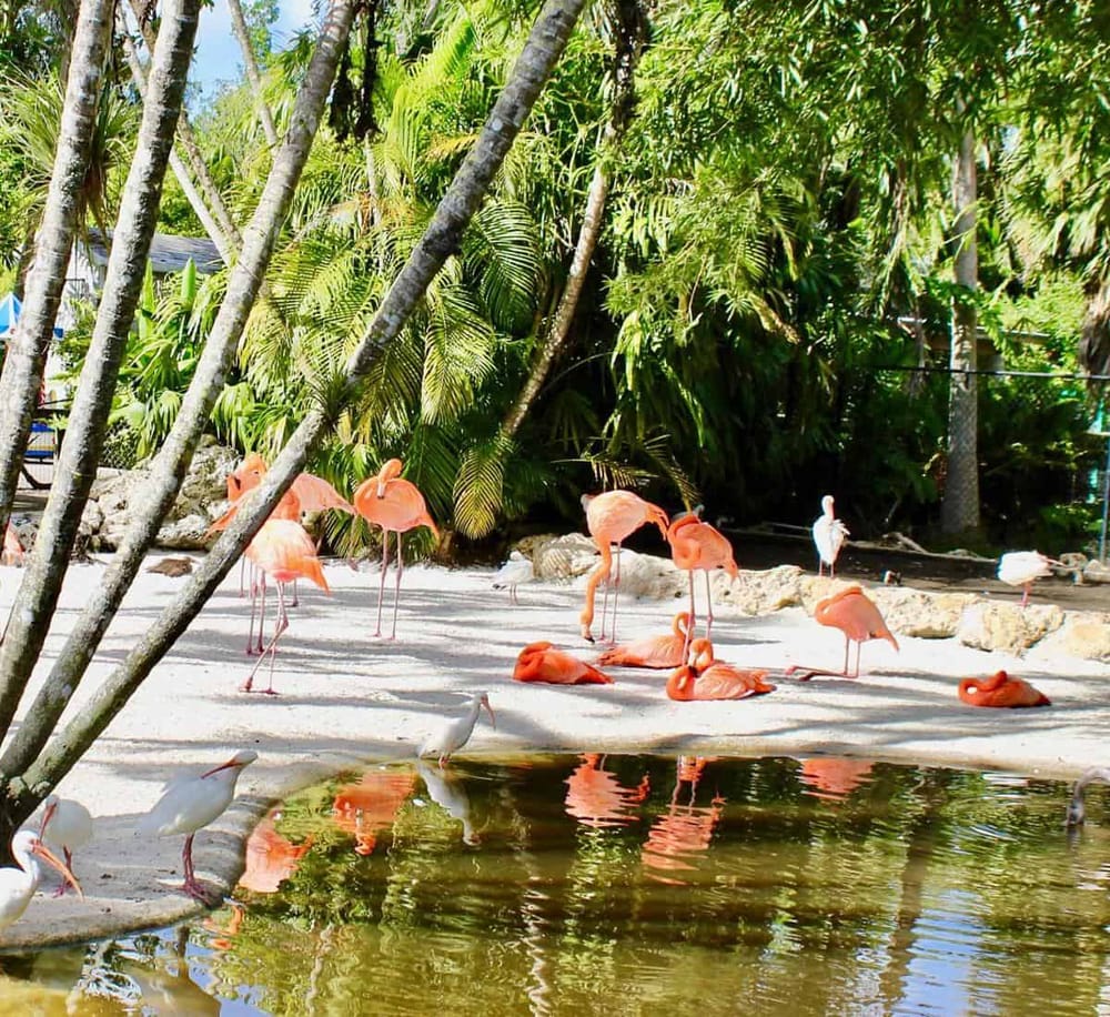 Colorful flamingos and white herons at tropical wildlife sanctuary, lush green foliage, outdoor nature observation.
