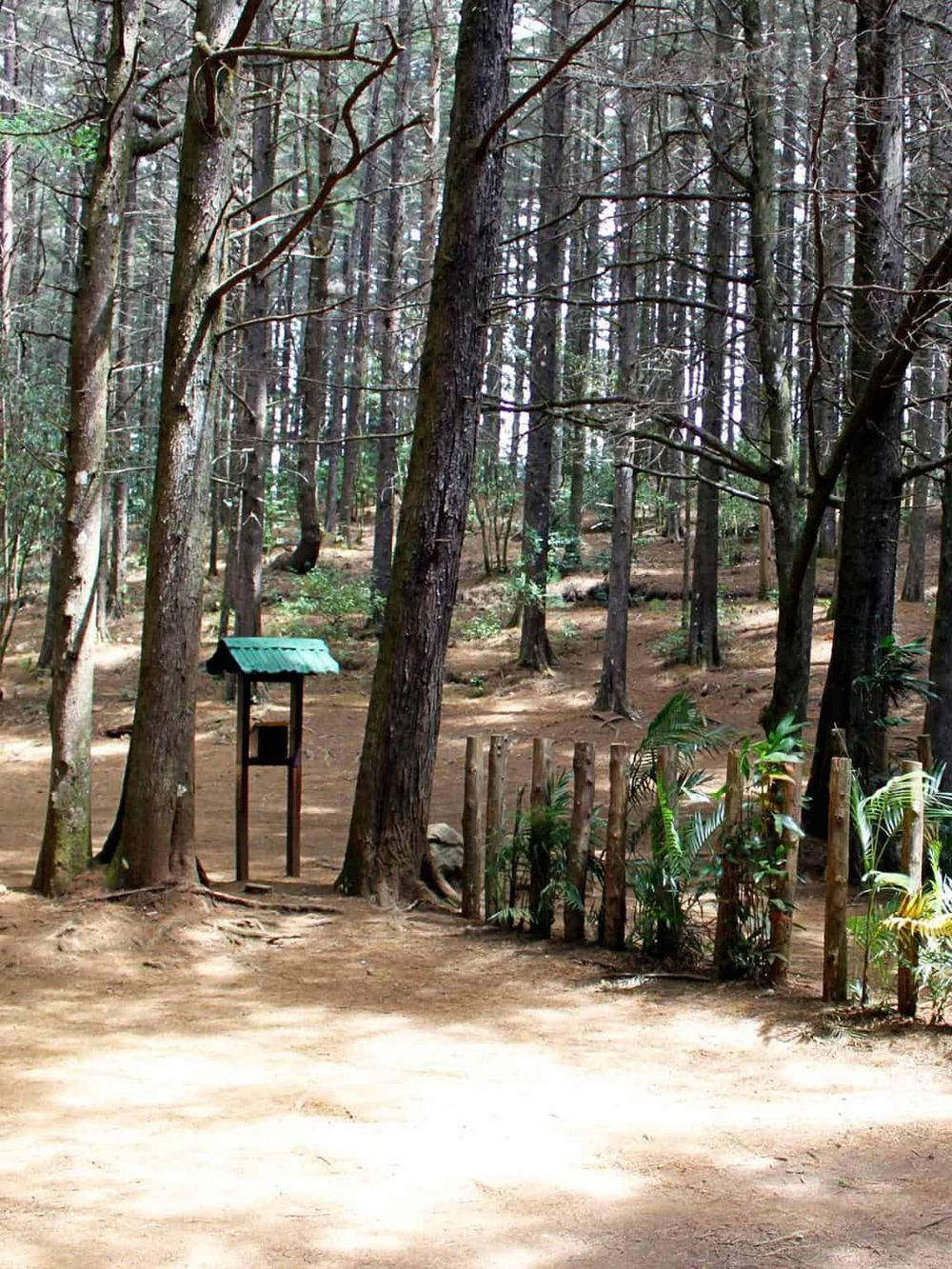 Serene forest trail with wooden fence and informational sign in a lush green woodland setting.