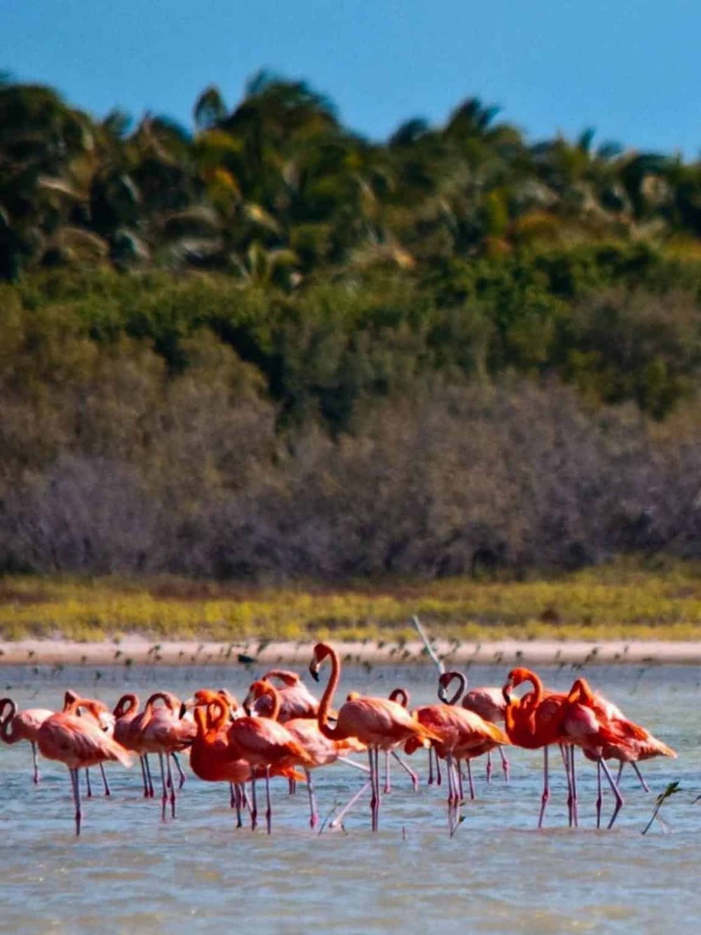 Pink flamingos wading in a shallow water habitat near lush green hills.