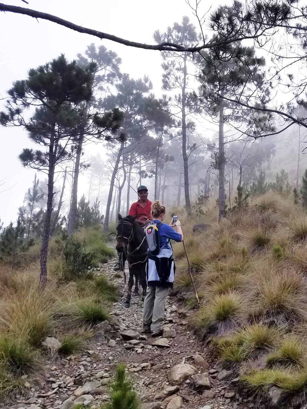 Hikers on a mountain trail with trees and fog, exploring nature for outdoor adventure and hiking experiences.
