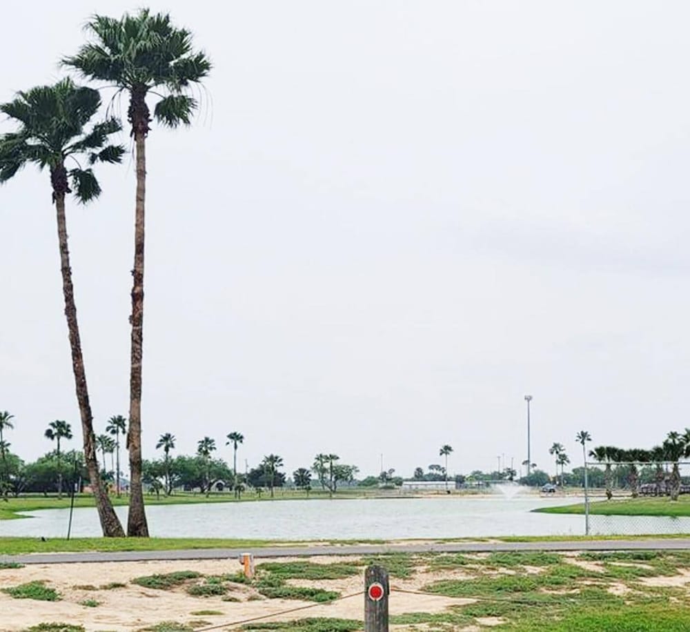 Palm trees near a lake with cityscape background, scenic outdoor space for relaxation and recreation.