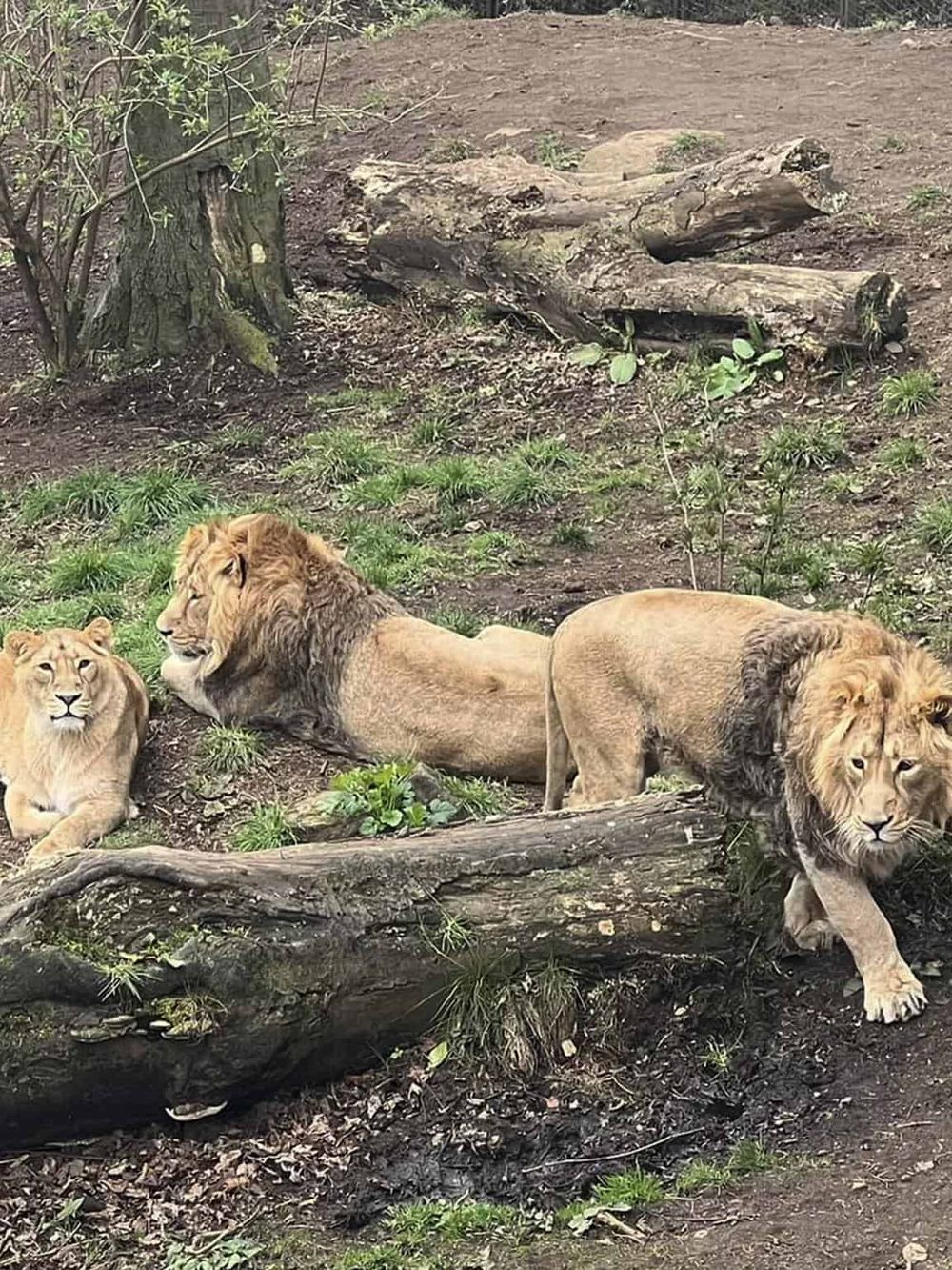 Majestic lions resting in a natural habitat, ideal for wildlife safaris and adventure travel.