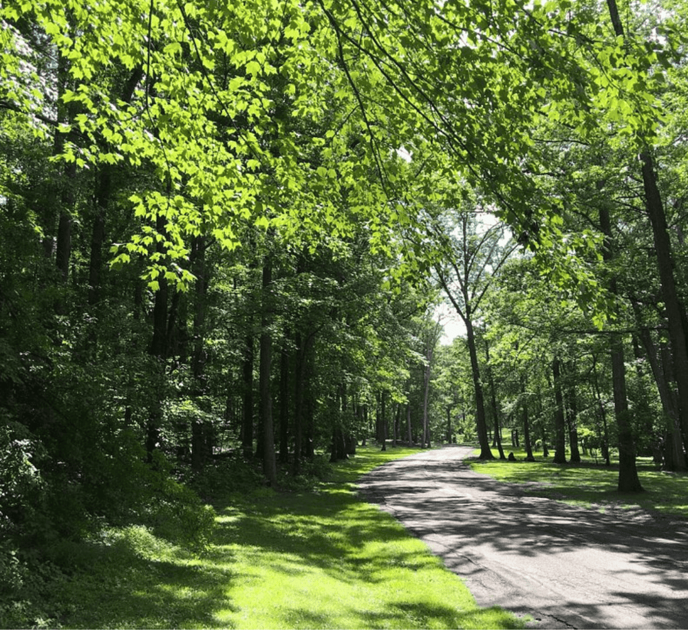 Lush green park with a winding pathway surrounded by tall trees and vibrant foliage.
