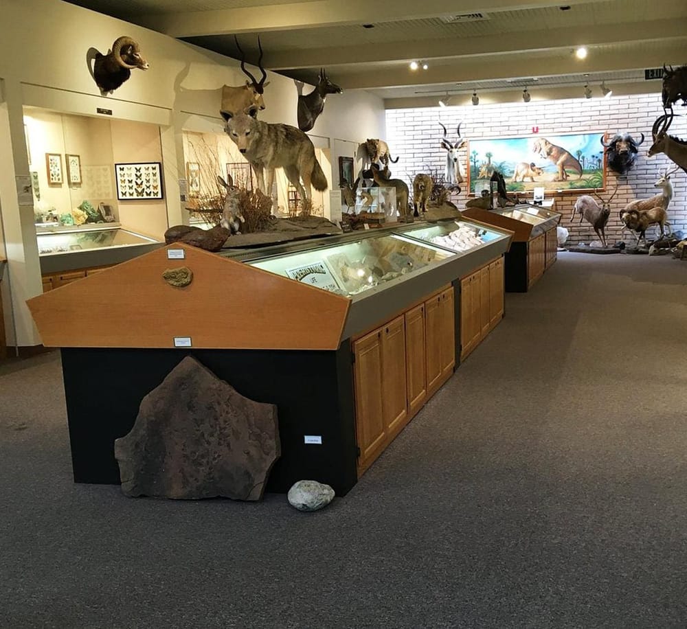 Colorful taxidermy animal exhibits in museum showcasing wildlife collections.