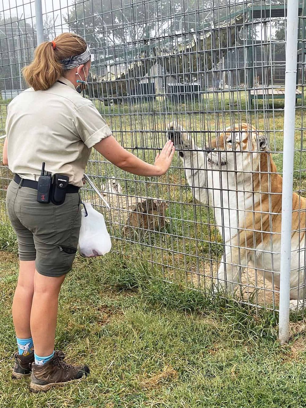 Close-up of a wildlife keeper interacting with a tiger at a zoo or wildlife sanctuary. Focusing on animal conservation and educational volunteer efforts.